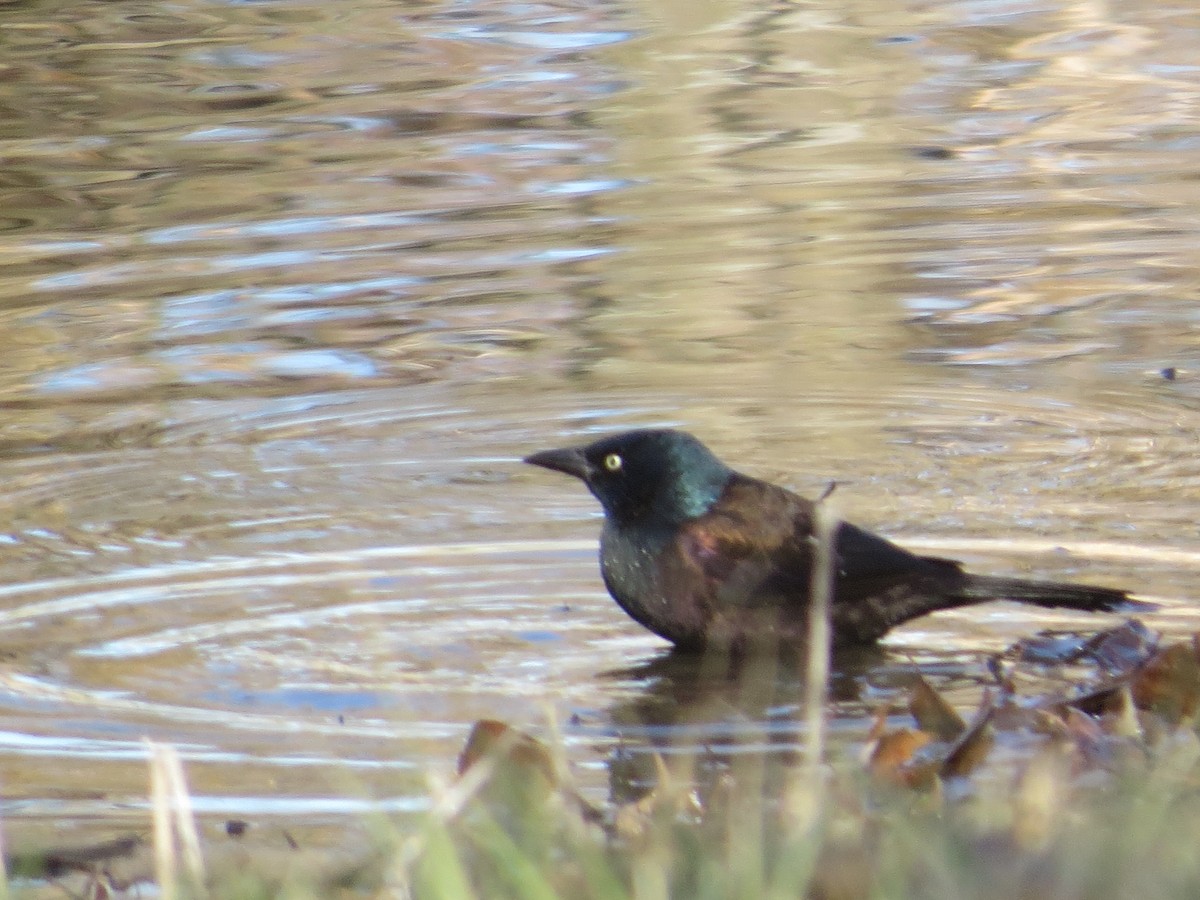 Brewer's Blackbird - Jacob Decker