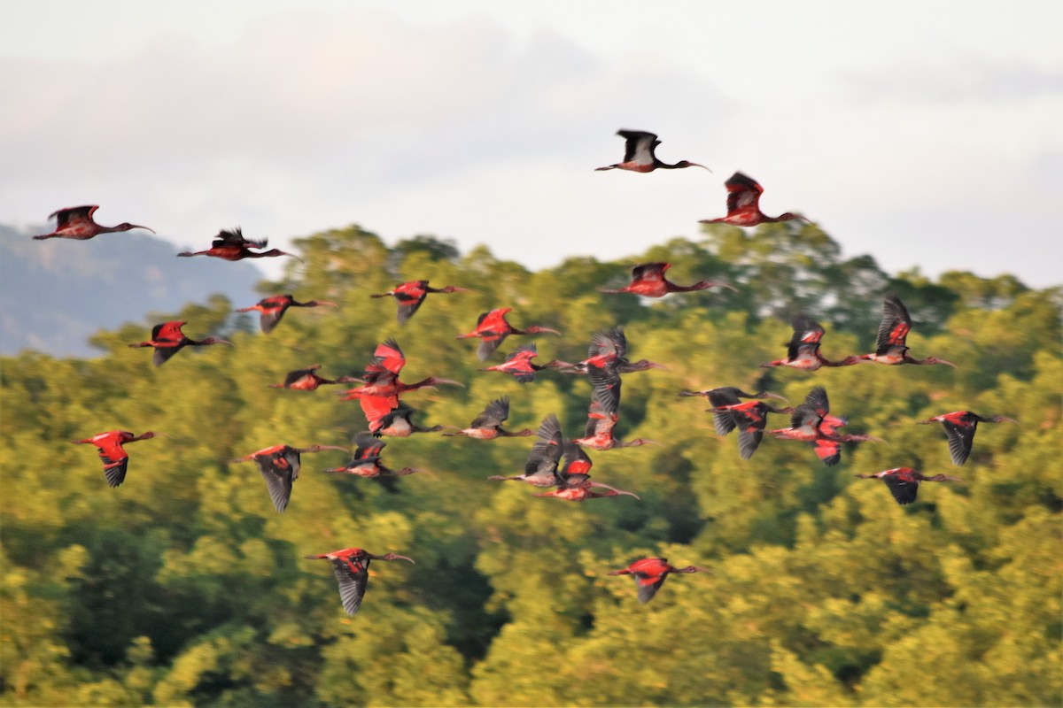 Scarlet Ibis - ML507129811