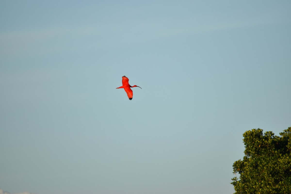 Scarlet Ibis - Sean Christensen