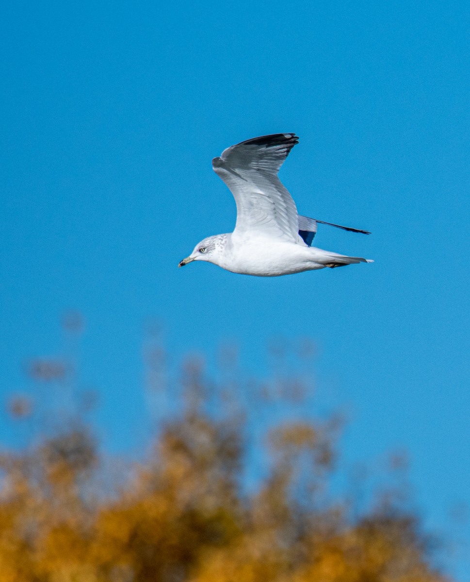 Ring-billed Gull - Ched Whitney