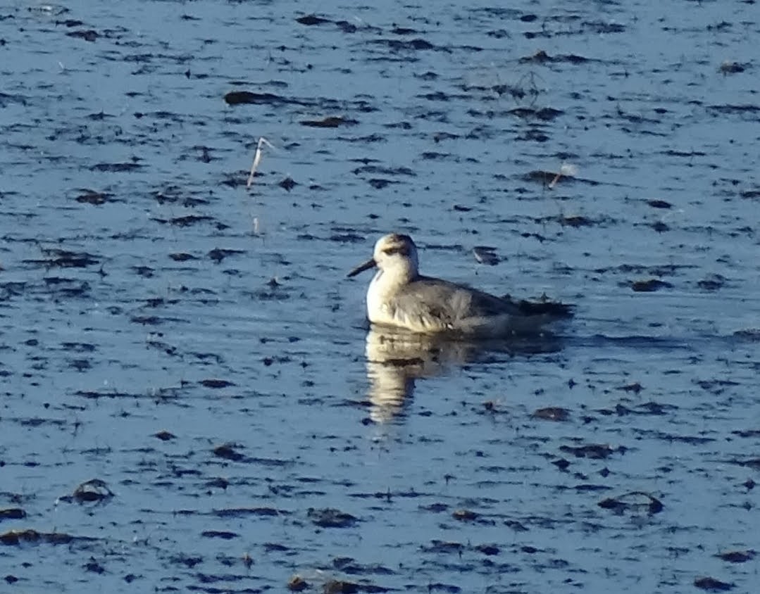 Red Phalarope - ML507131061