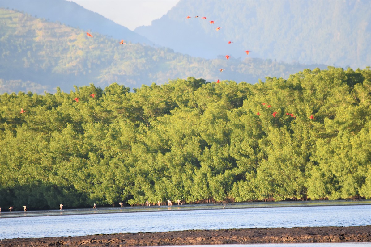 American Flamingo - ML507131071