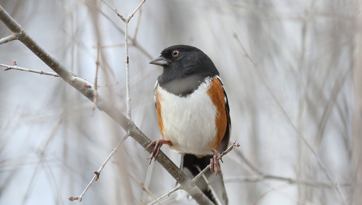 Spotted Towhee - Daren O'Brien