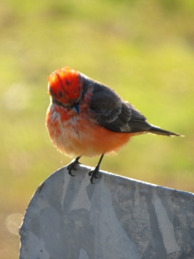 Vermilion Flycatcher - ML507131581