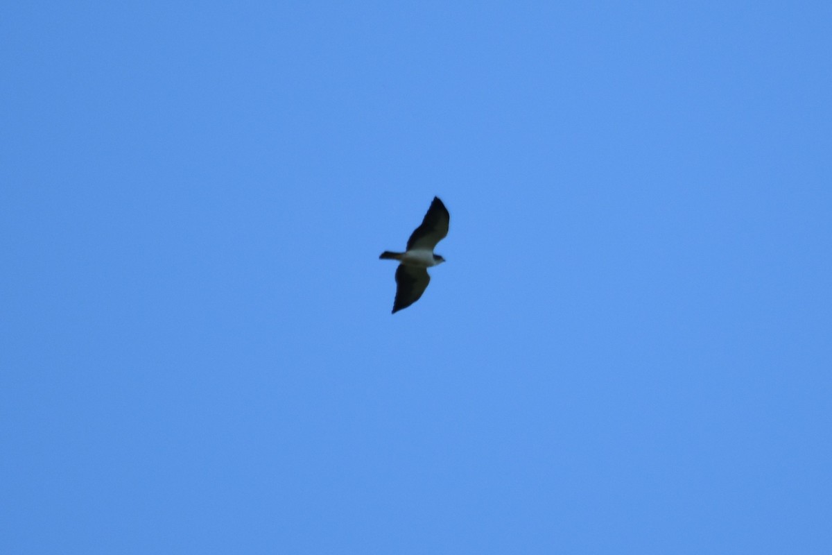 Short-tailed Hawk - Sean Christensen