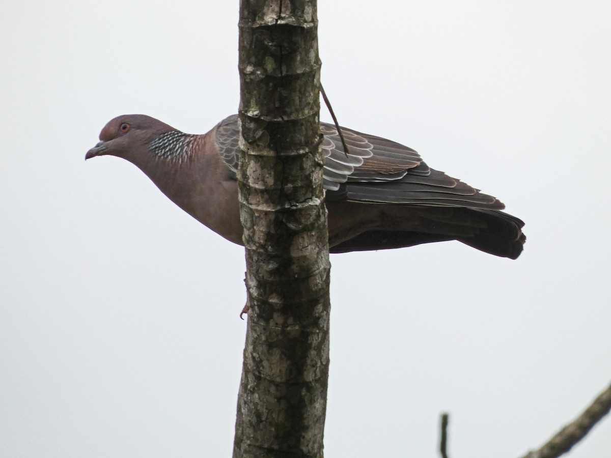 Picazuro Pigeon - ML507132411