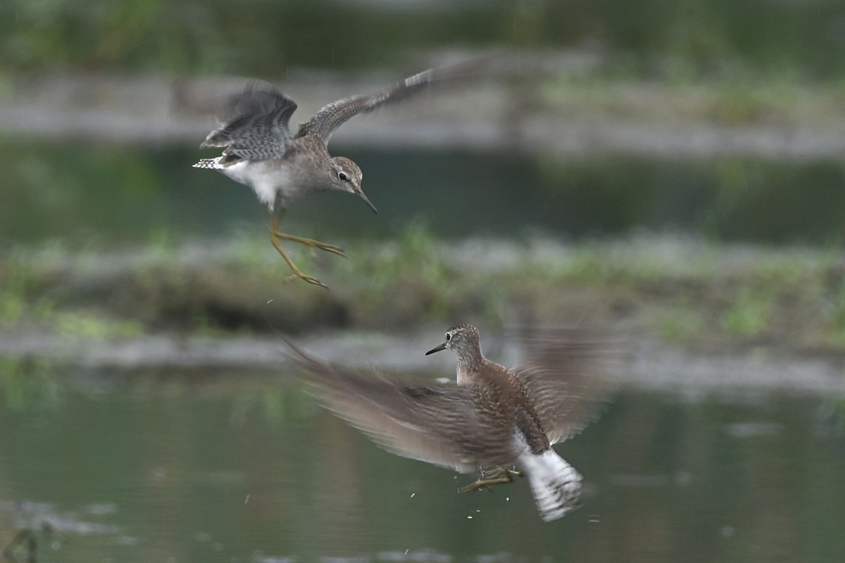 Wood Sandpiper - ML507133231