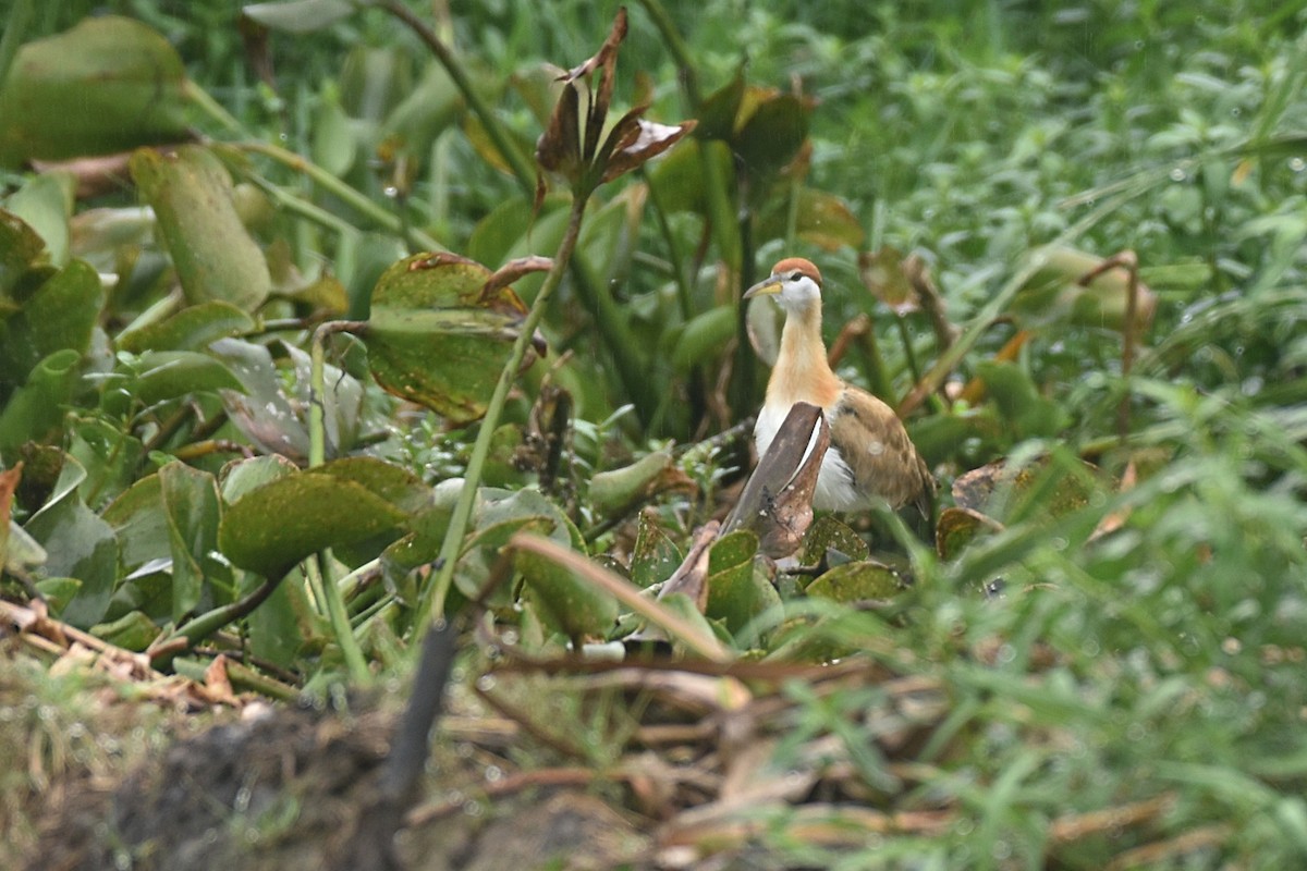 Bronze-winged Jacana - Dr Mohammed Umer  Sharieff