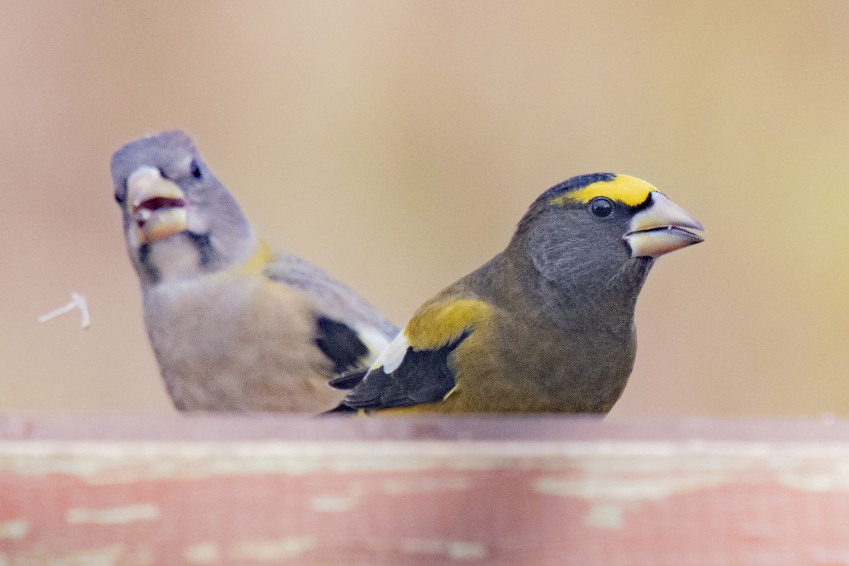 Evening Grosbeak - ML507134231