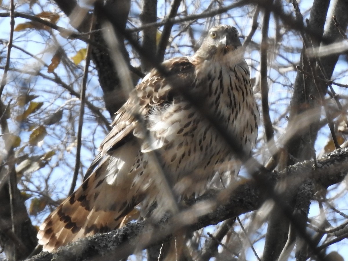 American Goshawk - ML507134711