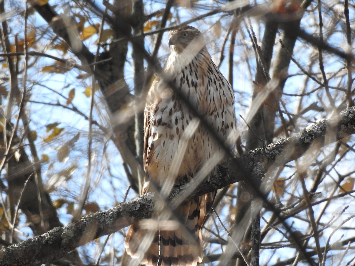 American Goshawk - ML507134741