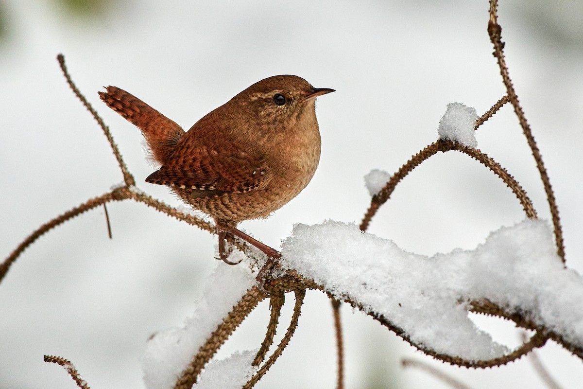 Eurasian Wren (Eurasian) - ML507135591