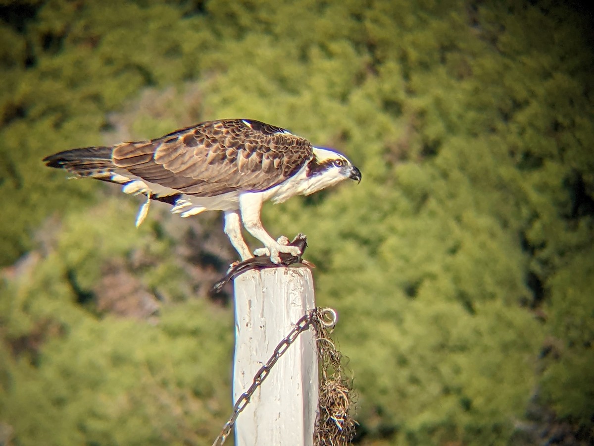 Águila Pescadora - ML507135781