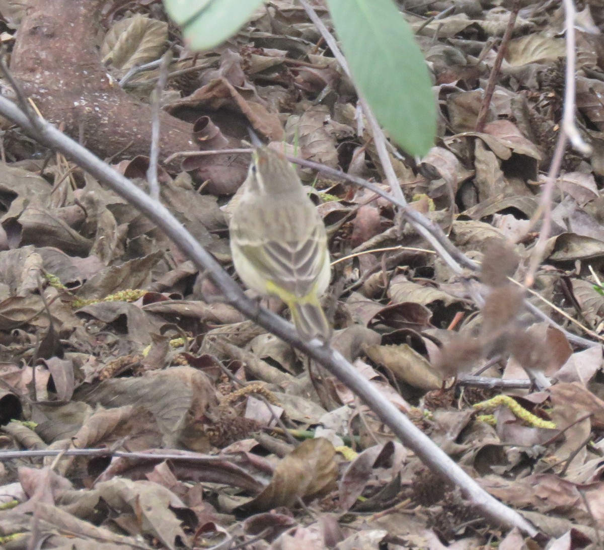 Palm Warbler - ML50713811