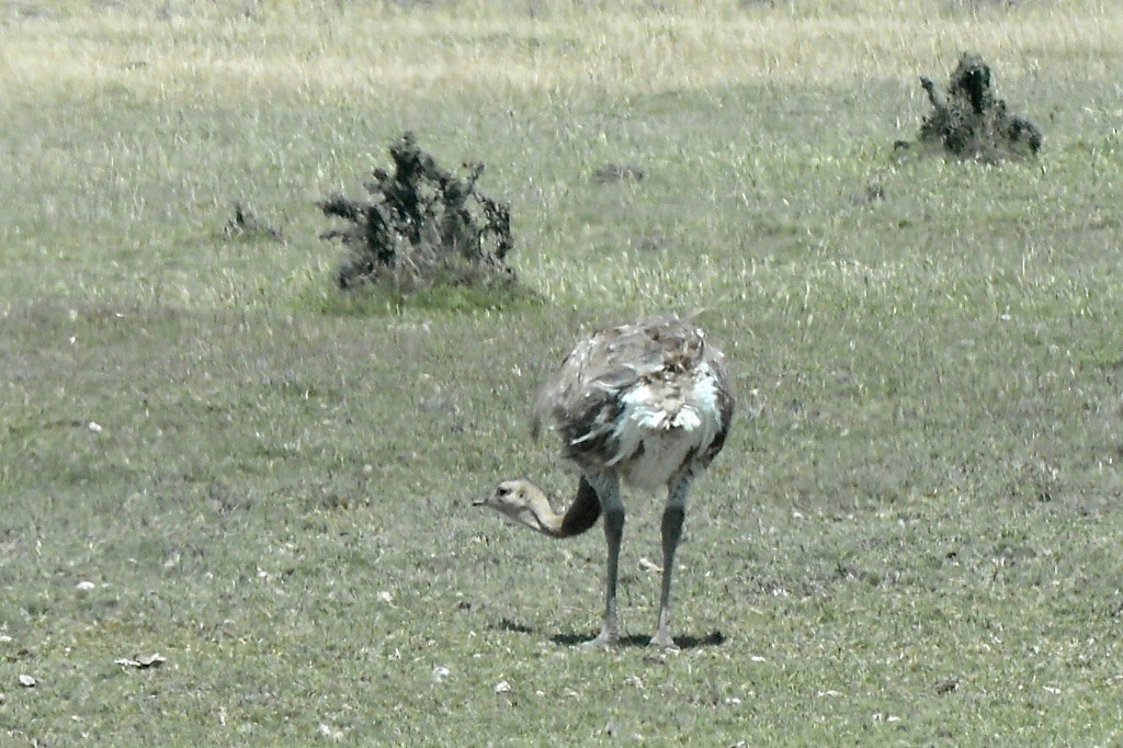 Ñandú Petiso - ML507138141