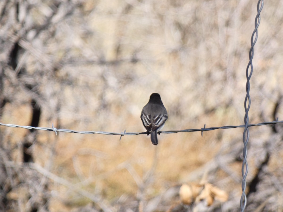 Black Phoebe - ML507138191