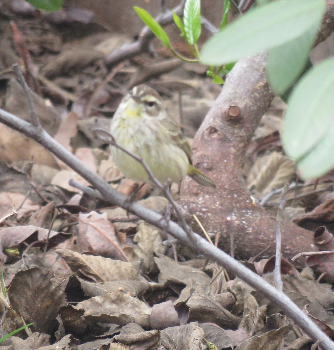 Palm Warbler - ML50713821