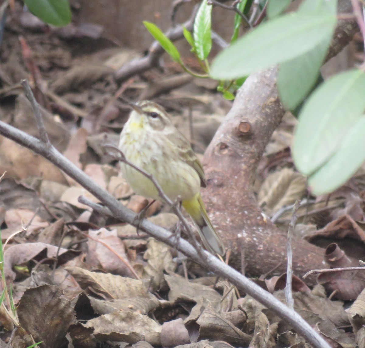 Palm Warbler - George Chrisman