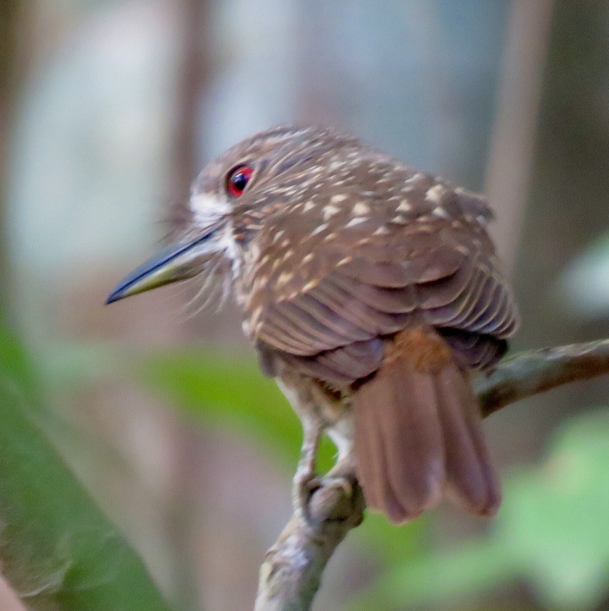 White-whiskered Puffbird - ML507139071