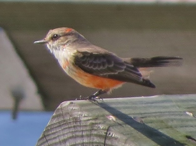 Vermilion Flycatcher - ML507140131