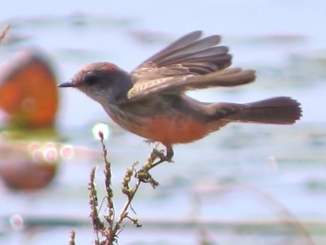 Vermilion Flycatcher - ML507140141