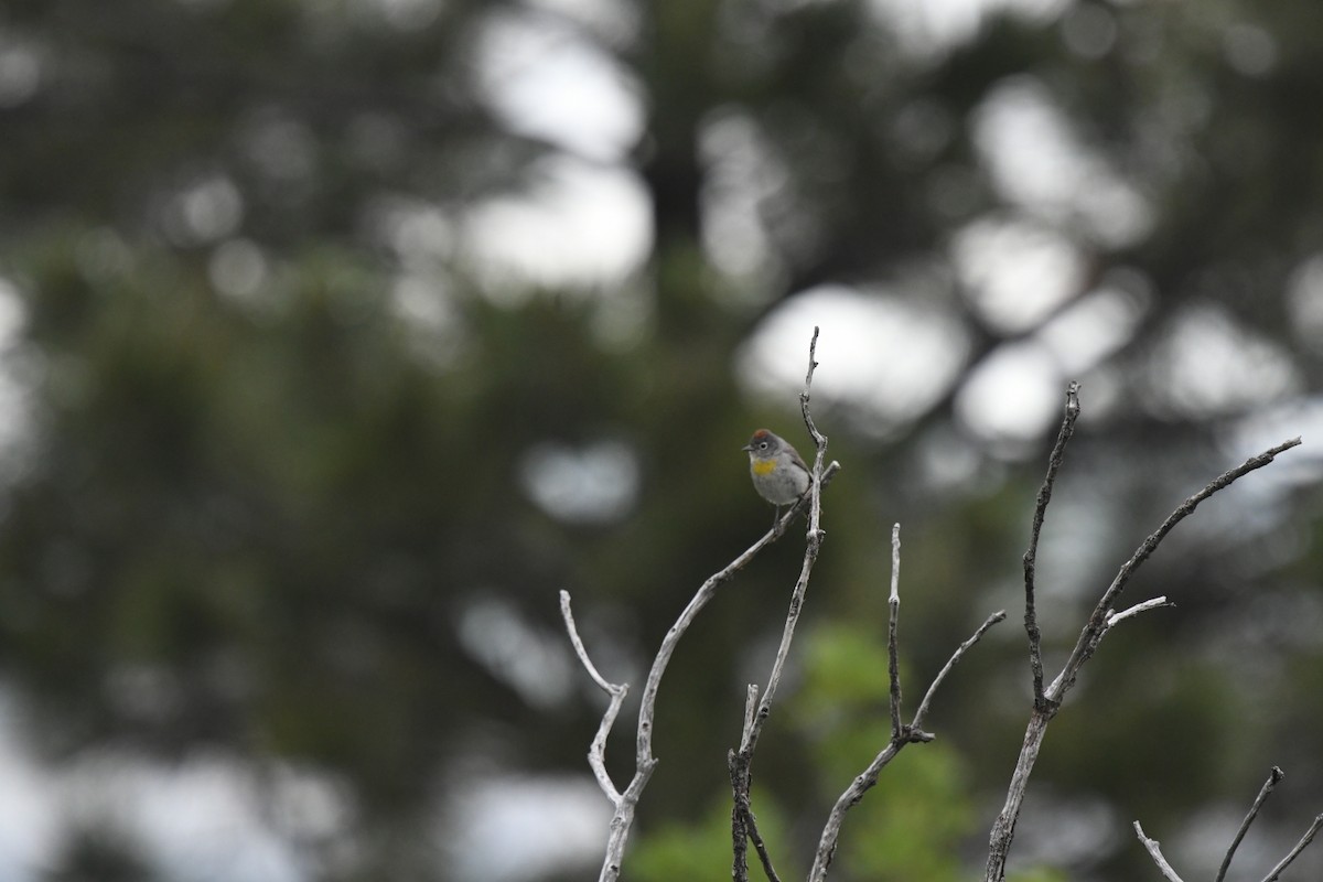 Virginia's Warbler - ML507140891