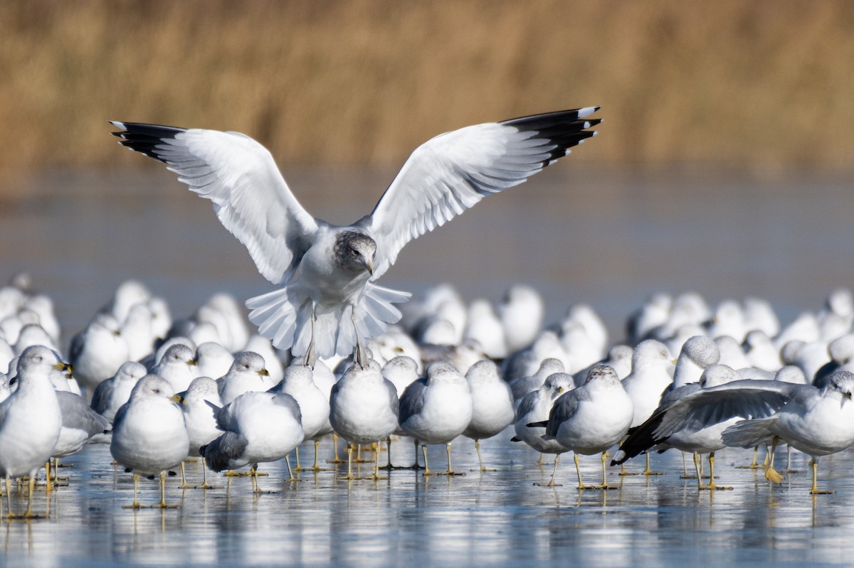 Ring-billed Gull - Neil Rucker