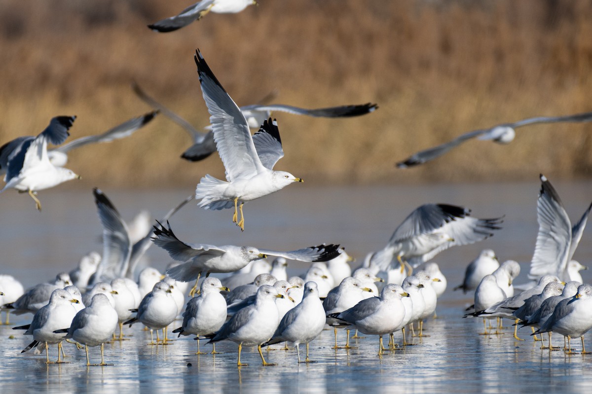 Ring-billed Gull - Neil Rucker