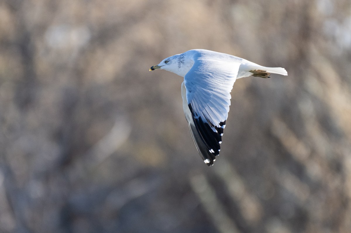 Ring-billed Gull - Neil Rucker