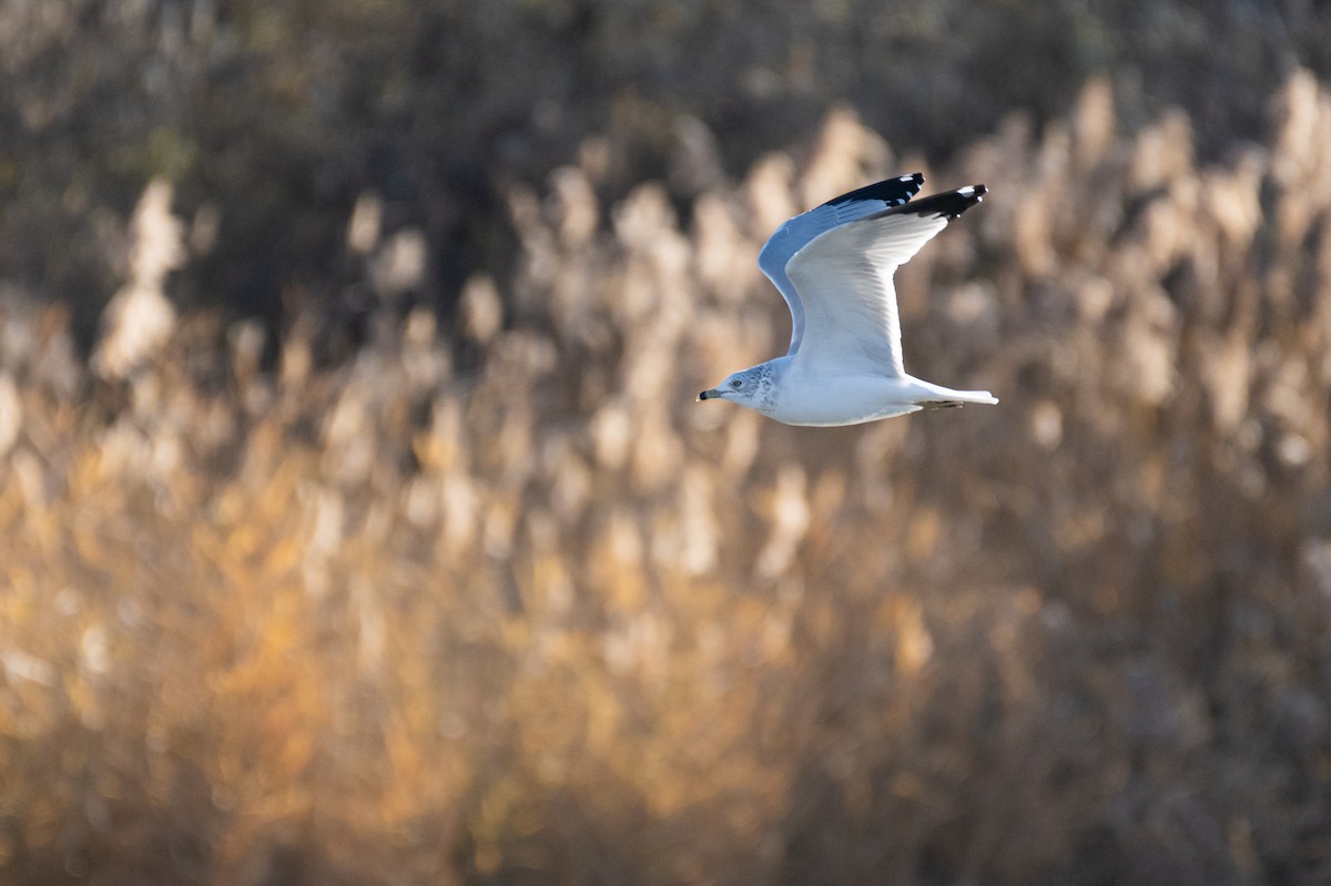 Ring-billed Gull - Neil Rucker