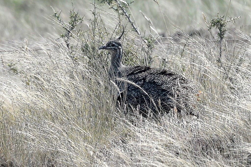 Elegant Crested-Tinamou - ML507141211