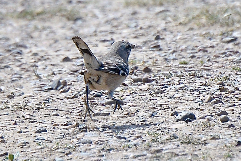 Patagonian Mockingbird - ML507141351