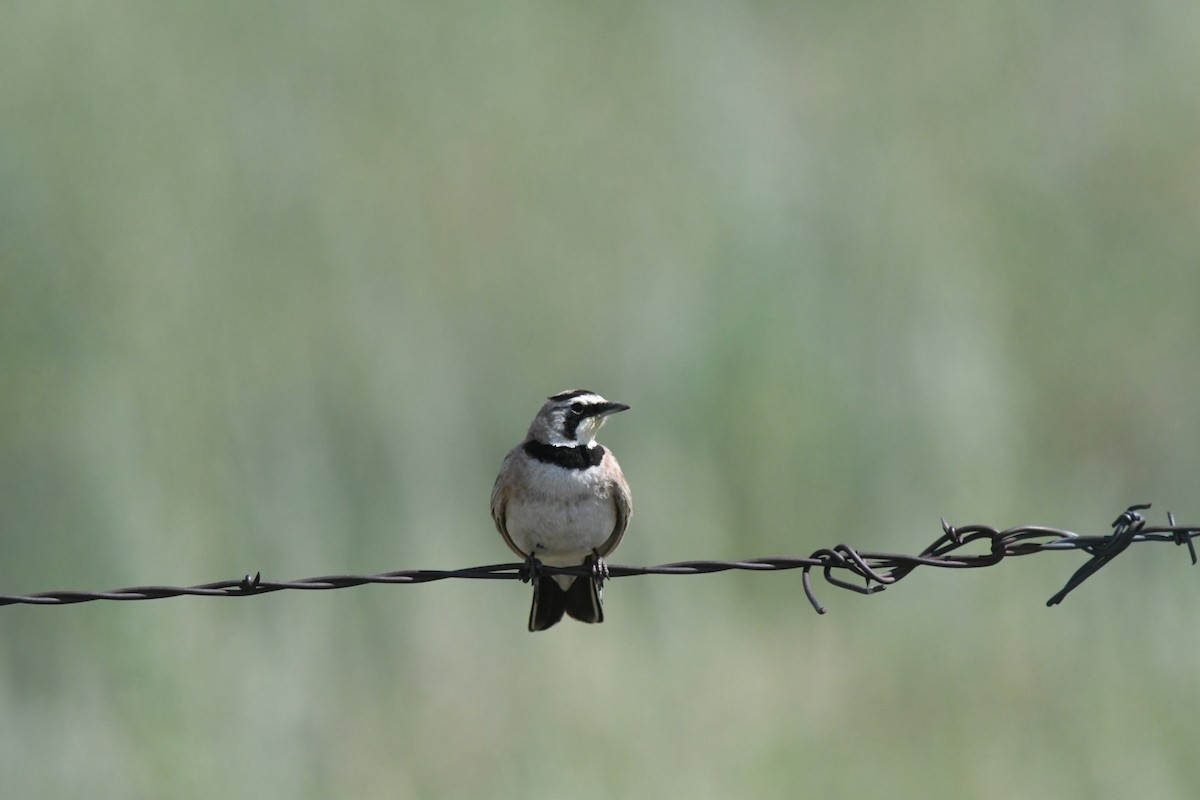 Horned Lark - ML507141441