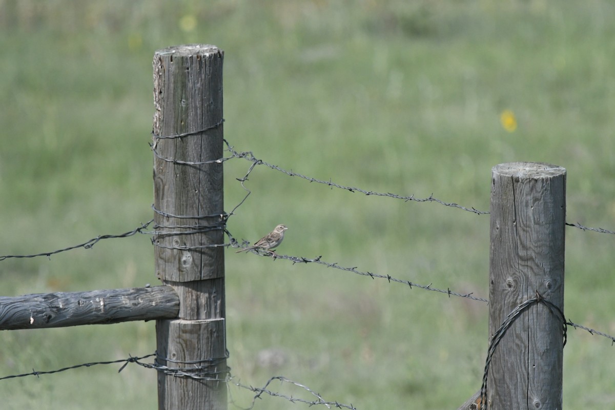 Cassin's Sparrow - ML507141511