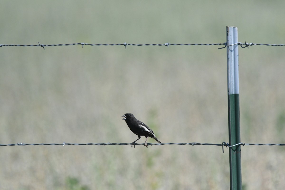 Lark Bunting - ML507141551