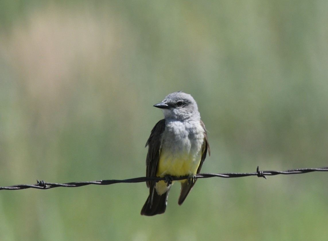Western Kingbird - ML507141611