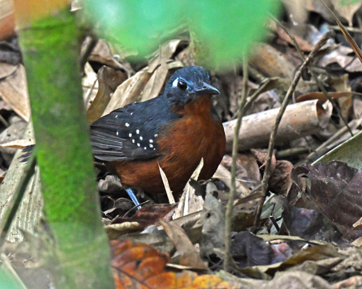 Bleigrau-Ameisenvogel - ML507141931
