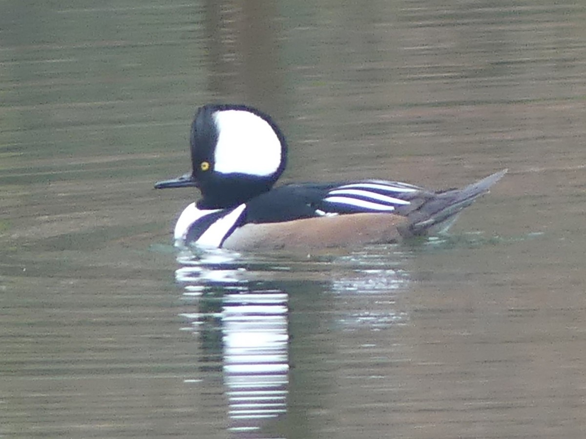 Hooded Merganser - ML507142191