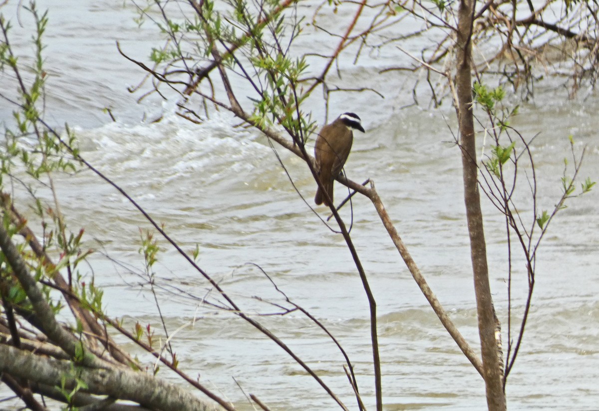 Great Kiskadee - Francisco Javier Calvo lesmes