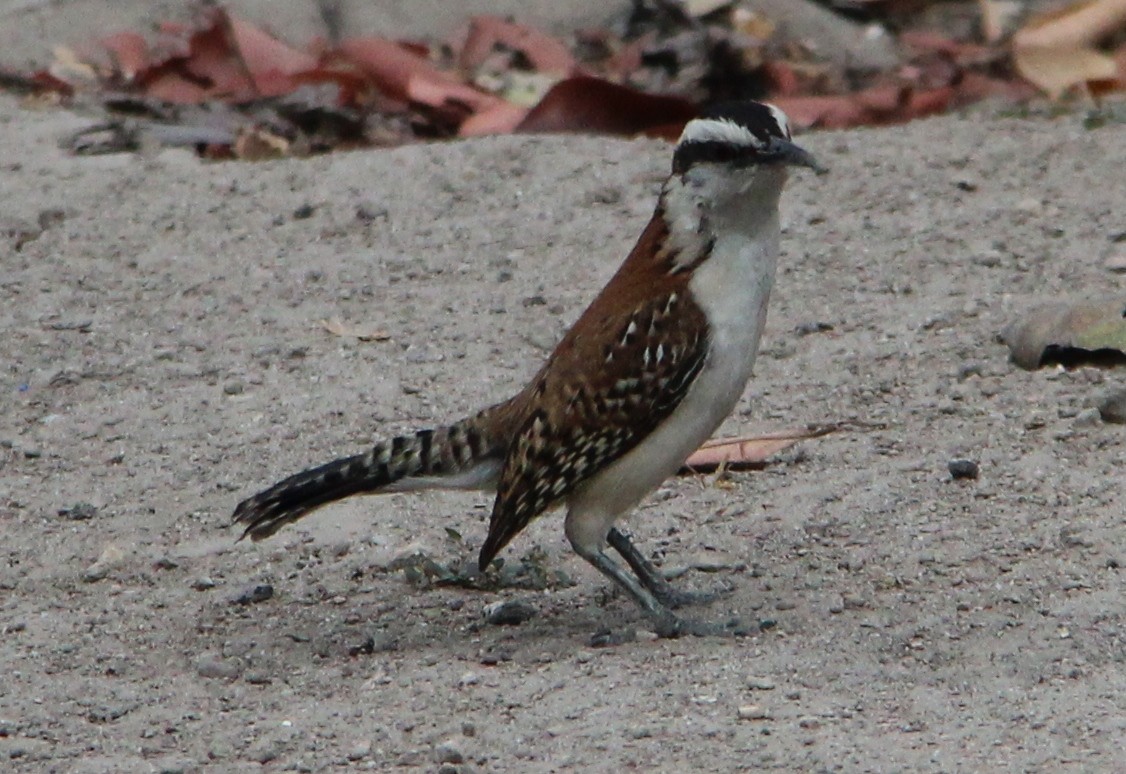 Rufous-naped Wren - Nestor Herrera