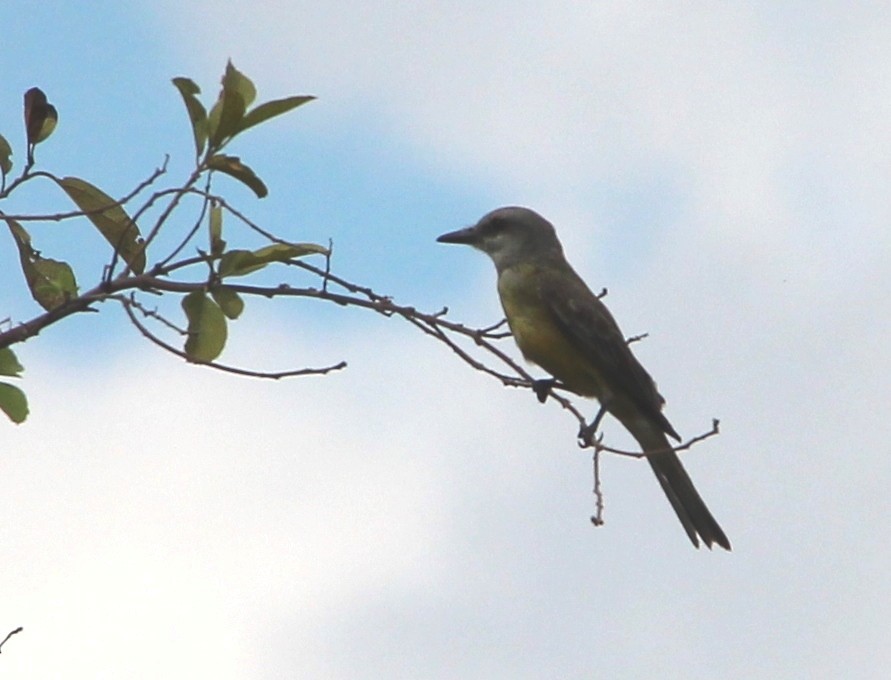 Tropical Kingbird - ML50714371