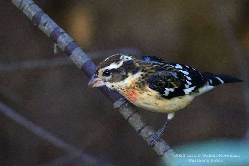 Rose-breasted Grosbeak - ML507143901