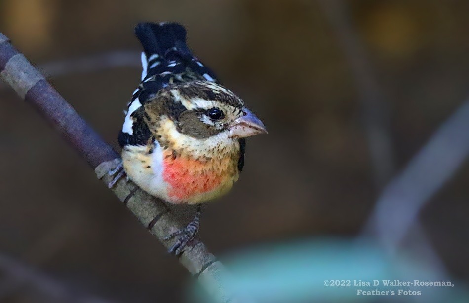 Rose-breasted Grosbeak - ML507143911