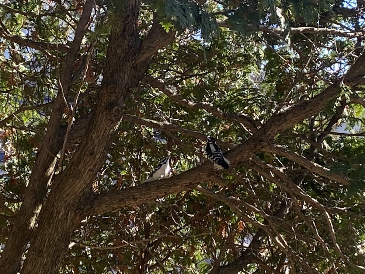 Downy Woodpecker - ML507144391