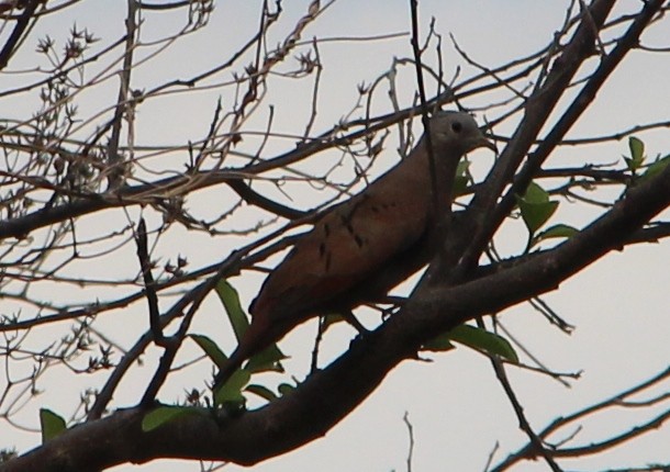 Ruddy Ground Dove - Nestor Herrera