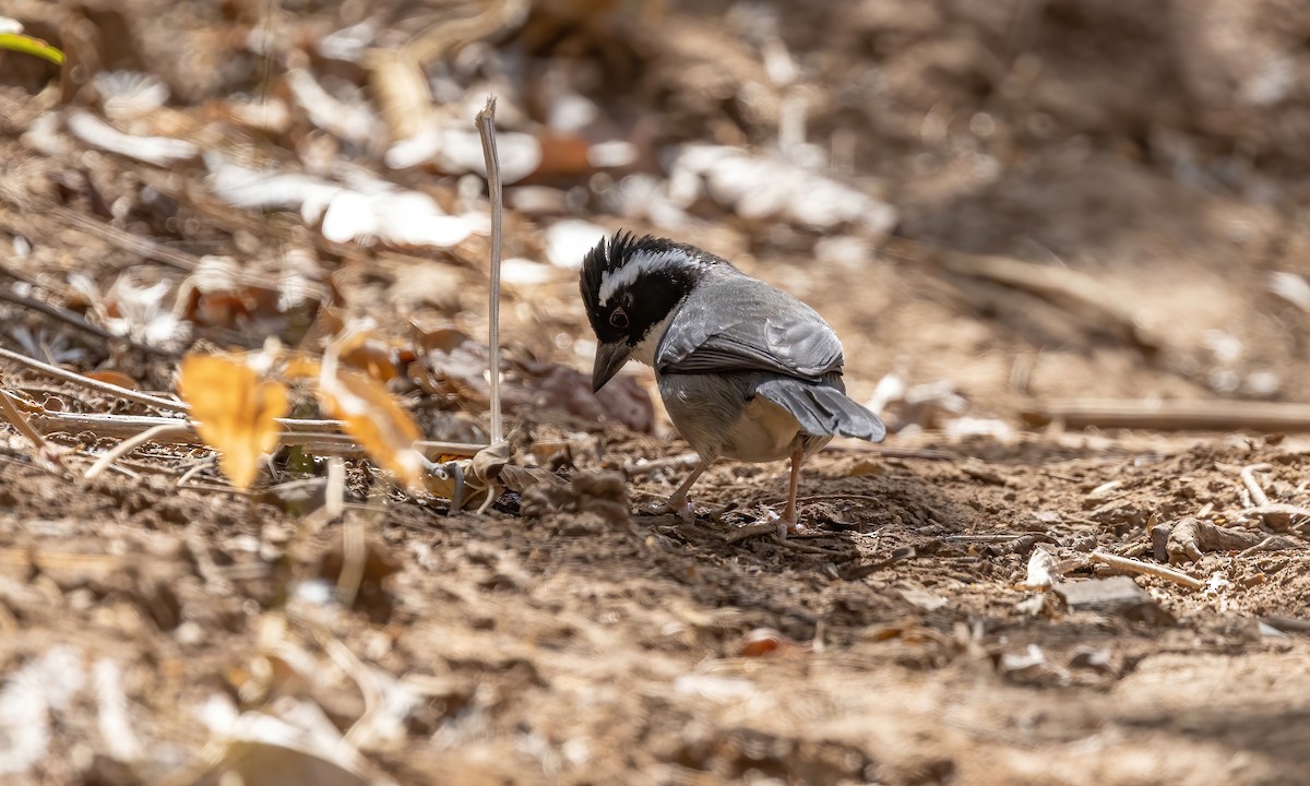 Black-capped Sparrow (Black-capped) - ML507145061