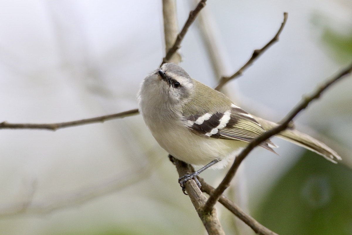 White-banded Tyrannulet - John Garrett