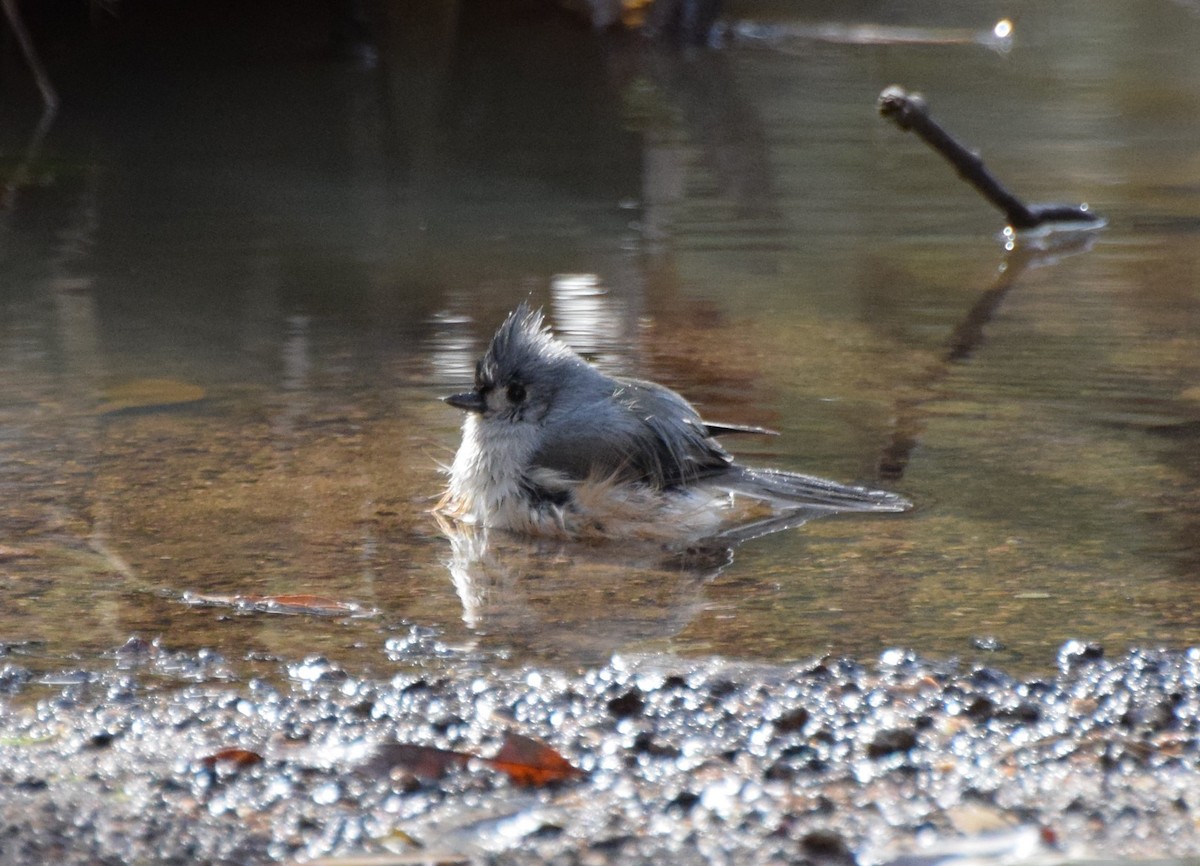 Tufted Titmouse - ML507145891