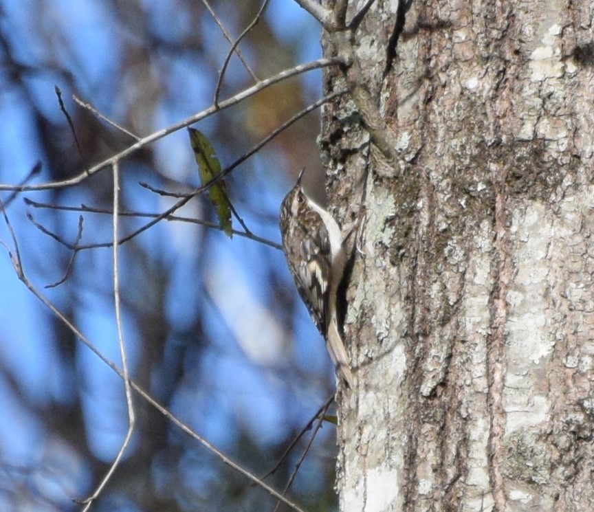 Brown Creeper - ML507145961