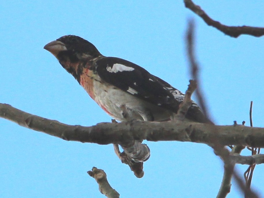 Rose-breasted Grosbeak - Nestor Herrera